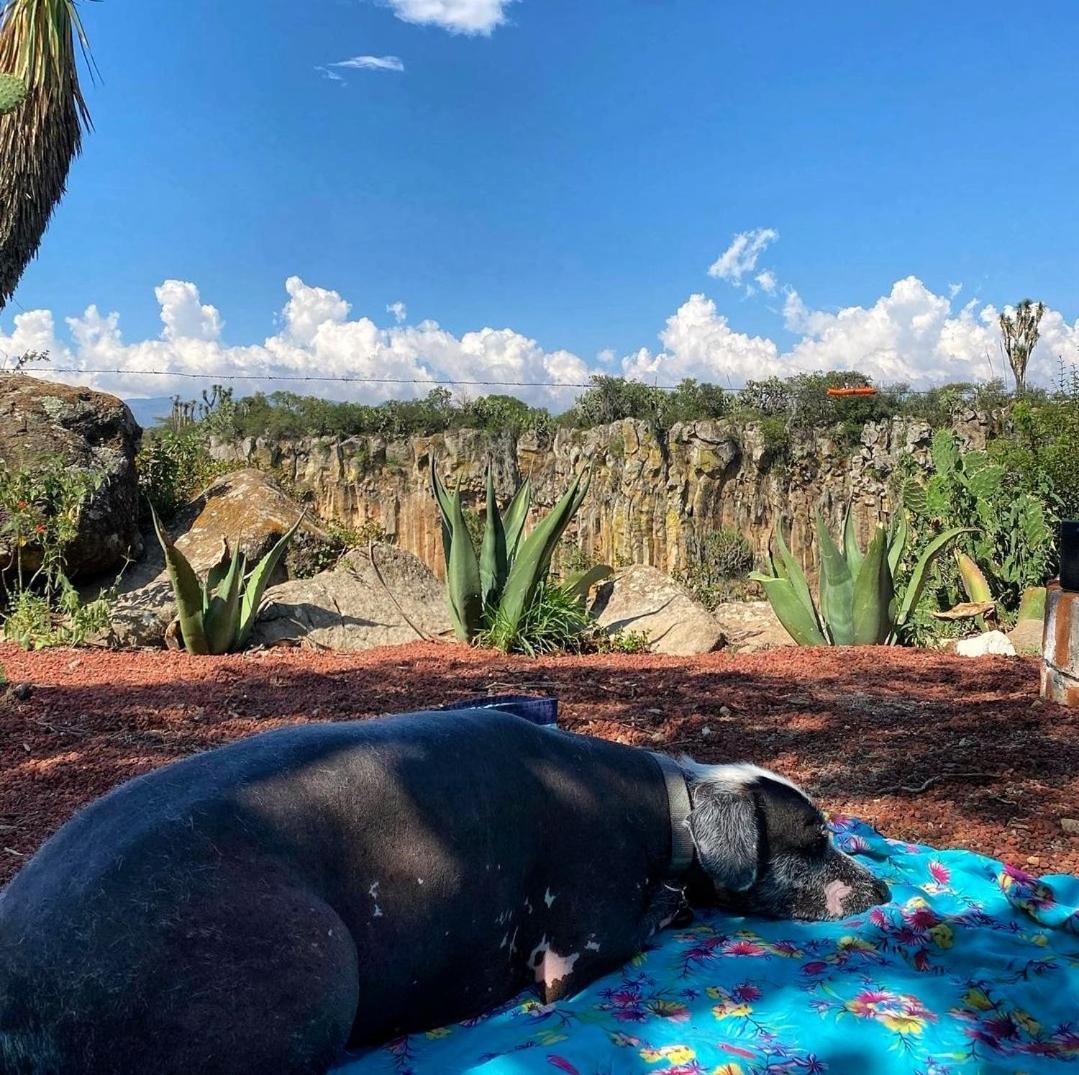 Готель El Gato Glamping Con Vista A Prismas Basalticos Уаска-де-Окампо Екстер'єр фото